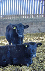 Calves lying in a barn
