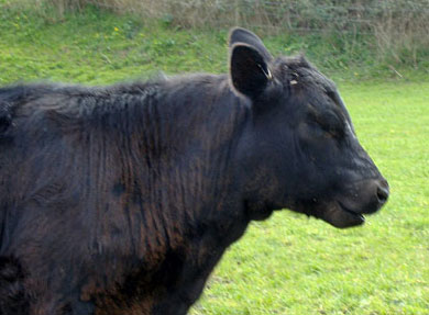 Coff, the Abderdeen Angus calf